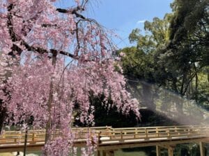 岡山後楽園の満開の桜と庭園風景｜春の花見デートスポット