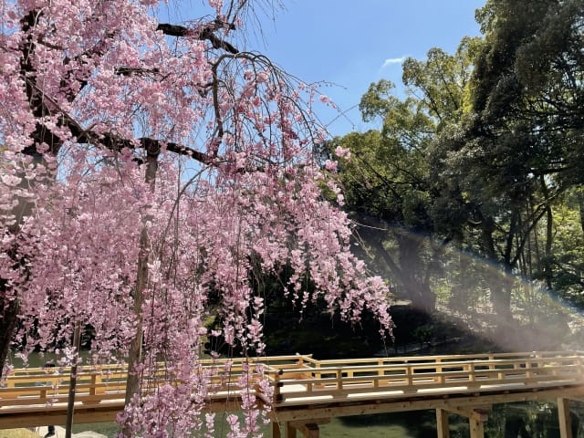 岡山後楽園の満開の桜と庭園風景｜春の花見デートスポット