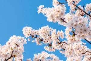 青空と桜の花びらが広がる春の風景