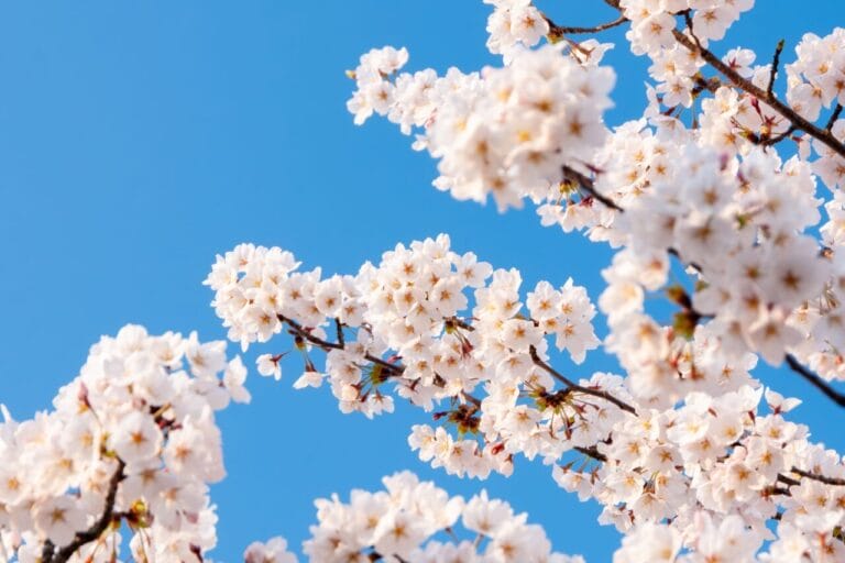青空と桜の花びらが広がる春の風景