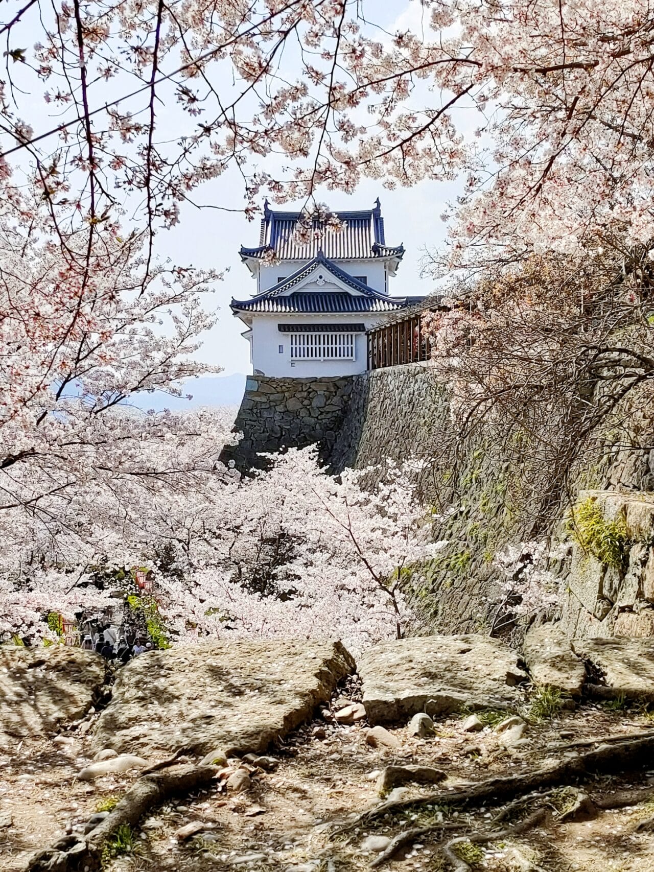 津山城と満開の桜｜岡山で婚活から結婚・出産へつながる春のイメージ