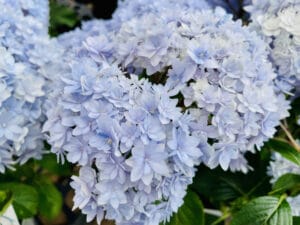 6月に咲く青いアジサイの花のアップ