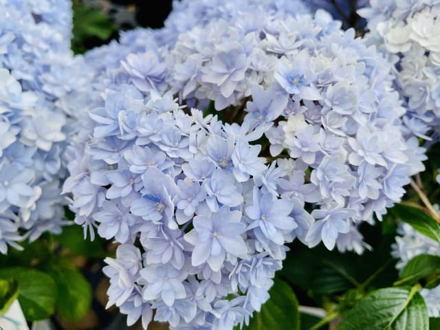 6月に咲く青いアジサイの花のアップ