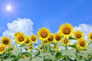 岡山で婚活を始める方を応援する夏のひまわり畑｜blue bees Okayama