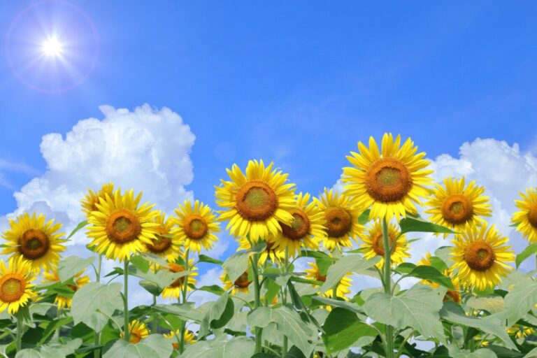 岡山で婚活を始める方を応援する夏のひまわり畑｜blue bees Okayama